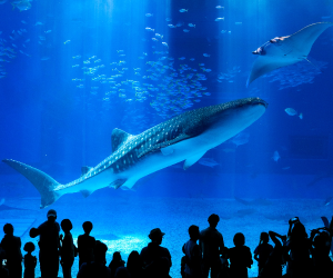 Okinawa Churaumi Aquarium
